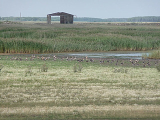 click for enlarge 800 X 600 137,9 Kb picture