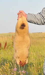 click for enlarge 477 X 796 120,2 Kb picture