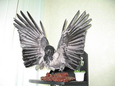 click for enlarge 640 X 480  49.7 Kb picture