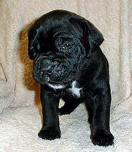 click for enlarge 340 X 392  65.1 Kb picture