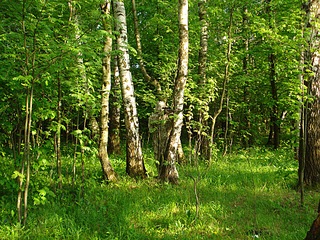 click for enlarge 1024 X 768 486,3 Kb picture