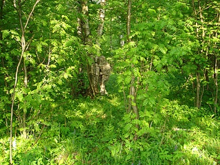 click for enlarge 1024 X 768 481,6 Kb picture