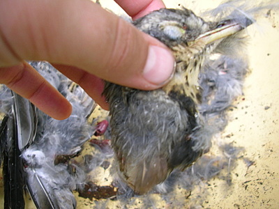 click for enlarge 1920 X 1440 674,8 Kb picture