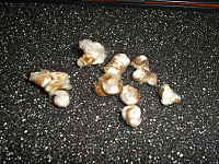 click for enlarge 1600 X 1200 355,1 Kb picture