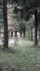 click for enlarge 1920 X 3416 685.4 Kb picture