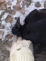 click for enlarge 1920 X 2560 957,9 Kb picture