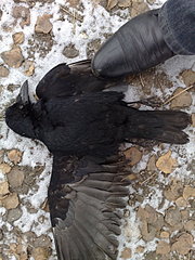 click for enlarge 1920 X 2560 872,6 Kb picture