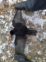 click for enlarge 1920 X 2560 547,2 Kb picture