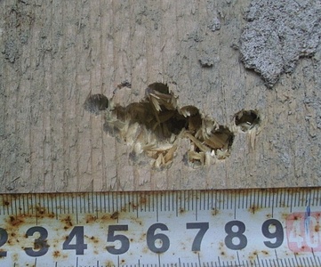 click for enlarge 642 X 533 179,1 Kb picture