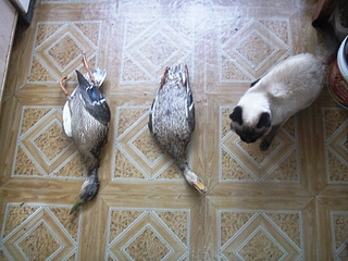 click for enlarge 1024 X 768 393,4 Kb picture
