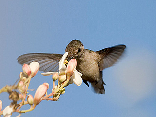 click for enlarge 800 X 600 110,0 Kb picture