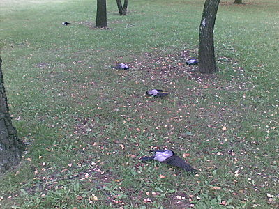 click for enlarge 1600 X 1200 434,7 Kb picture