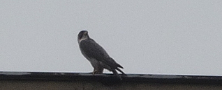 click for enlarge 676 X 276 95,2 Kb picture