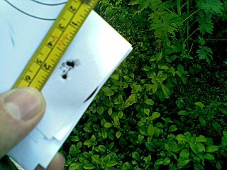 click for enlarge 1280 X 960 177,9 Kb picture