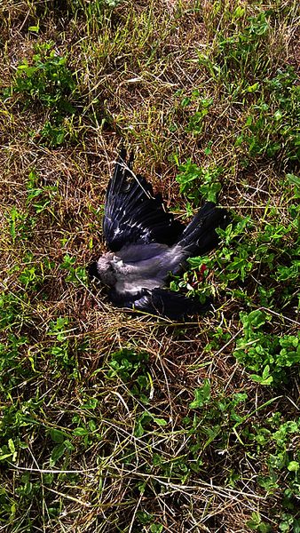 click for enlarge 400 X 710 136.7 Kb picture