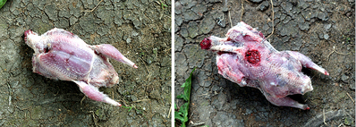 click for enlarge 1022 X 365 468.4 Kb picture