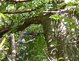 click for enlarge 635 X 494 221,9 Kb picture
