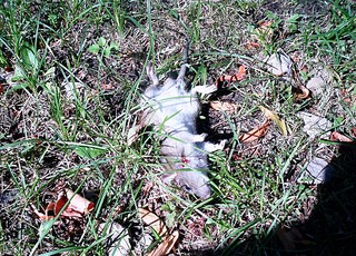 click for enlarge 1203 X 865 571,7 Kb picture