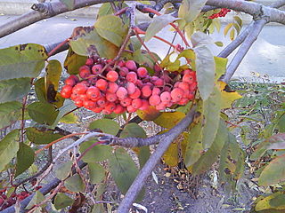 click for enlarge 1600 X 1200 373,1 Kb picture