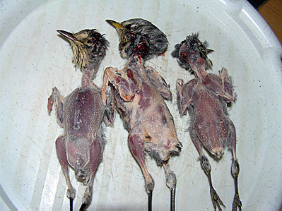 click for enlarge 800 X 599 170,4 Kb picture