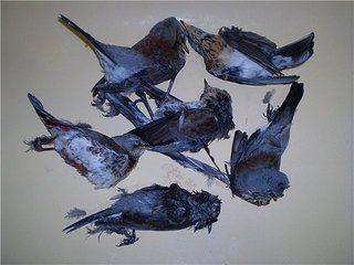 click for enlarge 640 X 480  48,7 Kb picture