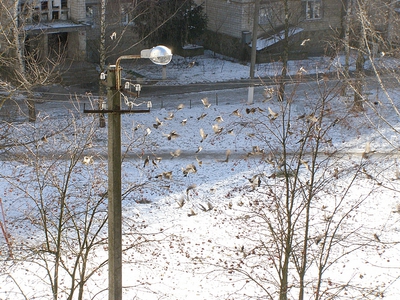 click for enlarge 800 X 600 512,9 Kb picture