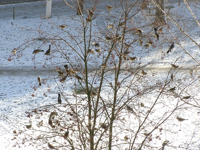 click for enlarge 800 X 600 529,4 Kb picture