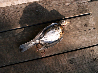 click for enlarge 800 X 602 470,3 Kb picture