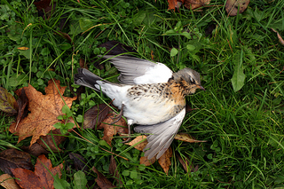 click for enlarge 800 X 533 563,0 Kb picture