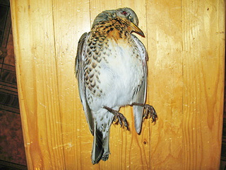 click for enlarge 640 X 480 145,2 Kb picture