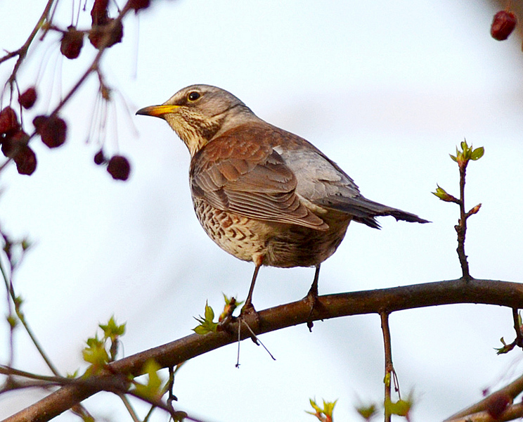 click for enlarge 800 X 645 240,8 Kb picture