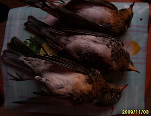 click for enlarge 991 X 768 286,4 Kb picture