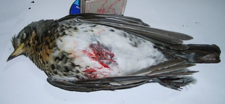 click for enlarge 1024 X 471 280,6 Kb picture