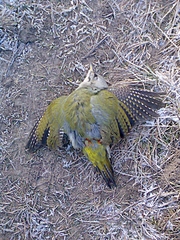 click for enlarge 1200 X 1600 348,4 Kb picture