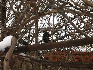click for enlarge 500 X 375  93,0 Kb picture