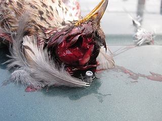 click for enlarge 1024 X 768 212,2 Kb picture