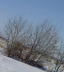 click for enlarge 540 X 609 126,1 Kb picture