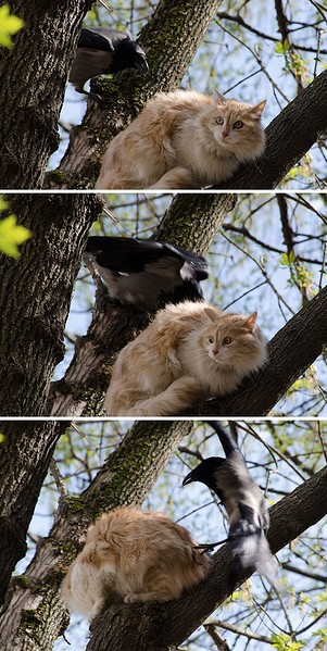 click for enlarge 605 X 1204 220.1 Kb