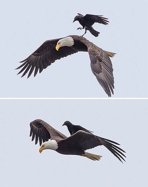 click for enlarge 605 X 764 38.0 Kb