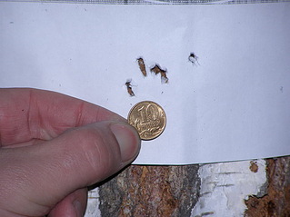 click for enlarge 615 X 461  81,2 Kb picture