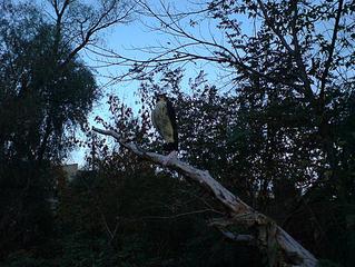 click for enlarge 614 X 461 66,9 Kb picture