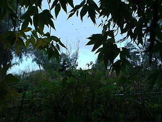 click for enlarge 1920 X 1440 562,0 Kb picture