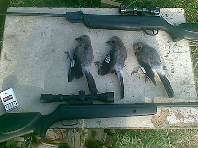 click for enlarge 640 X 480  73,8 Kb picture