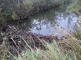 click for enlarge 1920 X 1440 390.8 Kb picture