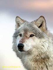 click for enlarge 300 X 400 11.7 Kb picture