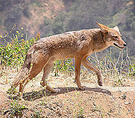 click for enlarge 275 X 241 30.7 Kb picture