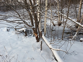 click for enlarge 1920 X 1440 442.5 Kb picture