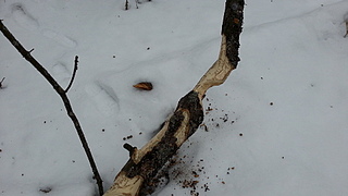 click for enlarge 1920 X 1080 552.0 Kb picture