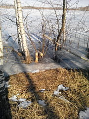 click for enlarge 1920 X 2560 1022.4 Kb picture
