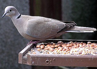 click for enlarge 750 X 536 100,0 Kb picture